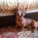 Подробнее об объявлении «Найдена собака кобель ухоженный, дружелюбный кабель Ставрополь» Фото: найдена собака Такса «Найдена собака кобель ухоженный, дружелюбный...» в г. Ставрополь