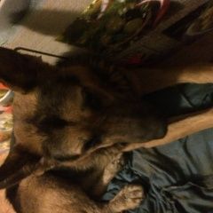 Подробнее об объявлении «Краснодар Найдена собака кобель немецкая овчарка кобель возраст 3-4 года» Фото: найдена собака Немецкая овчарка «Краснодар Найдена собака кобель немецкая...» в г. Краснодар