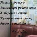 Подробнее об объявлении «Зима Найдена собака» Фото: найдена собака  «Зима Найдена собака» в г. Зима