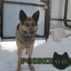 Подробнее об объявлении «Найдена собака кобель заднепровье Смоленск» Фото: найдена собака Немецкая овчарка «Найдена собака кобель заднепровье Смоленск» в г. Смоленск