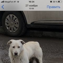 Подробнее об объявлении «Найдена собака Балашиха» Фото: найдена собака  «Найдена собака Балашиха» в г. Балашиха