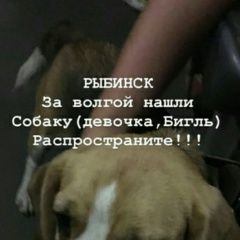 Подробнее об объявлении «Найдена собака бигль девочка Рыбинск» Фото: найдена собака Бигль «Найдена собака бигль девочка Рыбинск» в г. Рыбинск