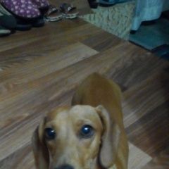 Подробнее об объявлении «Шахты Найдена собака такса в райне чернакозова» Фото: найдена собака  «Шахты Найдена собака такса в райне чернакозова» в г. Шахты