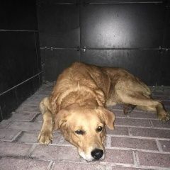 Подробнее об объявлении «Найдена собака кобель палевого окраса в строгино Москва» Фото: найдена собака  «Найдена собака кобель палевого окраса в...» в г. Москва