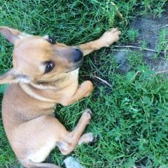 Подробнее об объявлении «Боровск Найдена собака» Фото: найдена собака  «Боровск Найдена собака» в г. Боровск