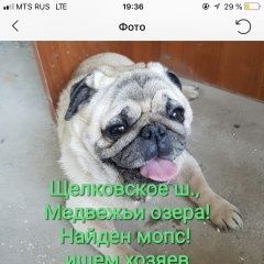Подробнее об объявлении «Найдена собака кобель мопс мальчик 6 лет Щелково» Фото: найдена собака Мопс «Найдена собака кобель мопс мальчик 6 лет Щелково» в г. Щелково