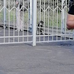 Подробнее об объявлении «Найдена собака кобель Королев» Фото: найдена собака  «Найдена собака кобель Королев» в г. Королев