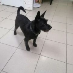 Подробнее об объявлении «Найдена собака кобель вошейнике кастрирован Пермь» Фото: найдена собака Цвергшнауцер «Найдена собака кобель вошейнике кастрирован Пермь» в г. Пермь