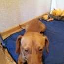 Подробнее об объявлении «Найдена собака кобель таксы Нижний Новгород» Фото: найдена собака Такса «Найдена собака кобель таксы Нижний Новгород» в г. Нижний Новгород