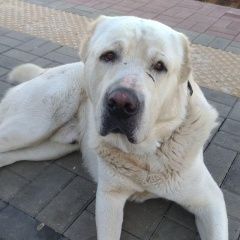 Подробнее об объявлении «Икша Найдена собака кобель алабай кобель белого цвета» Фото: найдена собака Среднеазиатская овчарка «Икша Найдена собака кобель алабай кобель белого...» в г. Икша