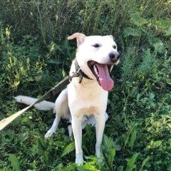 Подробнее об объявлении «Красноярск Найдена собака кобель чарли ищет дом и любящих хозяев» Фото: найдена собака  «Красноярск Найдена собака кобель чарли ищет дом...» в г. Красноярск