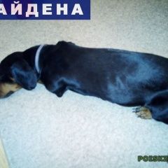 Подробнее об объявлении «Найдена собака кобель такса Томск» Фото: найдена собака  «Найдена собака кобель такса Томск» в г. Томск