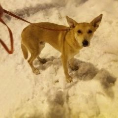 Подробнее об объявлении «Найдена собака кобель рыжий кобель Москва» Фото: найдена собака  «Найдена собака кобель рыжий кобель Москва» в г. Москва