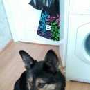 Подробнее об объявлении «Ижевск Найдена собака кобель ищем старого или нового хозяина песику» Фото: найдена собака  «Ижевск Найдена собака кобель ищем старого или...» в г. Ижевск