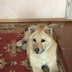 Подробнее об объявлении «Найдена собака кобель хозяин, отзовись срочно Уваровка» Фото: найдена собака  «Найдена собака кобель хозяин, отзовись срочно...» в г. Уваровка