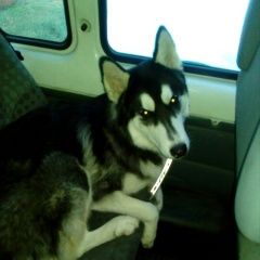 Подробнее об объявлении «Красноярск Найдена собака кобель хаски» Фото: найдена собака Сибирская хаски «Красноярск Найдена собака кобель хаски» в г. Красноярск