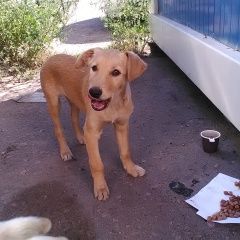 Подробнее об объявлении «Омск Найдена собака кобель мальчик помесь лабрадора на улице один» Фото: найдена собака  «Омск Найдена собака кобель мальчик помесь...» в г. Омск