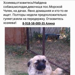 Подробнее об объявлении «Найдена собака в пос. морской чулек, на дачах Ростов-на-Дону» Фото: найдена собака  «Найдена собака в пос. морской чулек, на дачах...» в г. Ростов-на-Дону