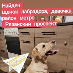 Подробнее об объявлении «Найдена собака лабрадор Москва» Фото: найдена собака Лабрадор ретривер «Найдена собака лабрадор Москва» в г. Москва