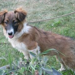 Подробнее об объявлении «Красноярск Найдена собака кобель мальчик, возраст около 1 года» Фото: найдена собака  «Красноярск Найдена собака кобель мальчик,...» в г. Красноярск