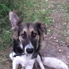 Подробнее об объявлении «Найдена собака кобель в районе деревни ховрино мытищ. р-на Мытищи» Фото: найдена собака  «Найдена собака кобель в районе деревни ховрино...» в г. Мытищи