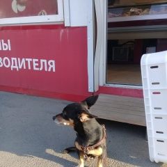Подробнее об объявлении «Челябинск Найдена собака кобель» Фото: найдена собака  «Челябинск Найдена собака кобель» в г. Челябинск