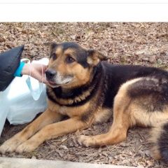 Подробнее об объявлении «Найдена собака кобель Москва» Фото: найдена собака  «Найдена собака кобель Москва» в г. Москва