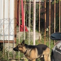 Подробнее об объявлении «Найдена собака кобель ждет хозяина Тюмень» Фото: найдена собака Немецкая овчарка «Найдена собака кобель ждет хозяина Тюмень» в г. Тюмень