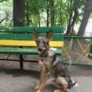 Подробнее об объявлении «Москва Найдена собака кобель, взрослый щенок» Фото: найдена собака  «Москва Найдена собака кобель, взрослый щенок» в г. Москва