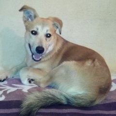 Подробнее об объявлении «Минск Найдена собака кобель» Фото: найдена собака  «Минск Найдена собака кобель» в г. Минск