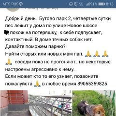 Подробнее об объявлении «Найдена собака кобель Москва» Фото: найдена собака  «Найдена собака кобель Москва» в г. Москва