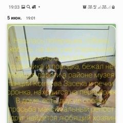 Подробнее об объявлении «Найдена собака кобель срочно Тула» Фото: найдена собака Такса «Найдена собака кобель срочно Тула» в г. Тула