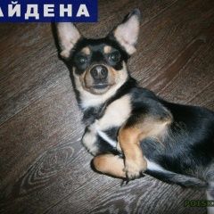 Подробнее об объявлении «Нефтеюганск Найдена собака кобель ищем новых или старых хозяев» Фото: найдена собака  «Нефтеюганск Найдена собака кобель ищем новых...» в г. Нефтеюганск