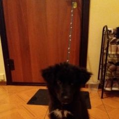 Подробнее об объявлении «Чита Найдена собака кобель» Фото: найдена собака  «Чита Найдена собака кобель» в г. Чита