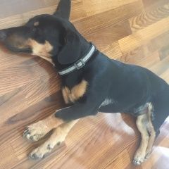 Подробнее об объявлении «Найдена собака кобель, метис таксы Химки» Фото: найдена собака  «Найдена собака кобель, метис таксы Химки» в г. Химки