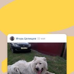 Подробнее об объявлении «Бийск Найдена собака кобель» Фото: найдена собака Среднеазиатская овчарка «Бийск Найдена собака кобель» в г. Бийск