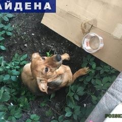 Подробнее об объявлении «Найдена собака кобель Москва» Фото: найдена собака Такса «Найдена собака кобель Москва» в г. Москва