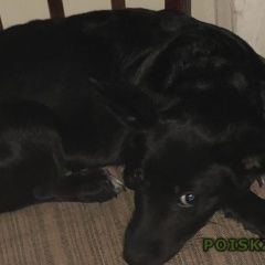 Подробнее об объявлении «Нижний Новгород Найдена собака» Фото: найдена собака  «Нижний Новгород Найдена собака» в г. Нижний Новгород