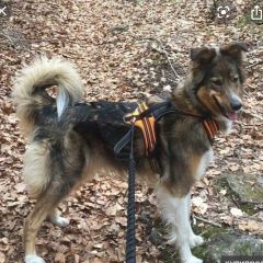 Подробнее об объявлении «Обнинск Найдена собака кобель молодой помесь ( колли и лайка?)» Фото: найдена собака  «Обнинск Найдена собака кобель молодой помесь (...» в г. Обнинск