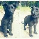 Подробнее об объявлении «Новосибирск Найдена собака кобель отдам щенка хорошим и заботливым людям» Фото: найдена собака  «Новосибирск Найдена собака кобель отдам щенка...» в г. Новосибирск