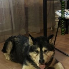 Подробнее об объявлении «Найдена собака восточное бутово Москва» Фото: найдена собака Бородатая колли «Найдена собака восточное бутово Москва» в г. Москва