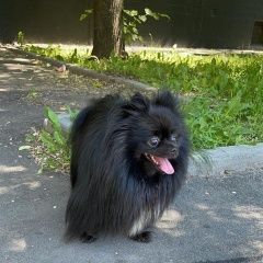 Подробнее об объявлении «Найдена собака кобель Москва» Фото: найдена собака Немецкий шпиц «Найдена собака кобель Москва» в г. Москва