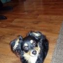 Подробнее об объявлении «Октябрьский (Башкирия) Найдена собака кобель хозяин - отзовись» Фото: найдена собака Русский той-терьер «Октябрьский (Башкирия) Найдена собака кобель...» в г. Октябрьский (Башкирия)