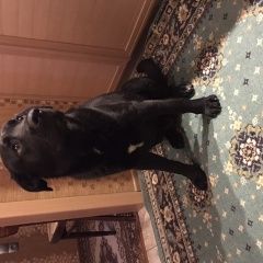 Подробнее об объявлении «Липецк Найдена собака кобель» Фото: найдена собака Лабрадор ретривер «Липецк Найдена собака кобель» в г. Липецк