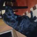 Подробнее об объявлении «Найдена собака лабрадор Нижний Новгород» Фото: найдена собака Лабрадор ретривер «Найдена собака лабрадор Нижний Новгород» в г. Нижний Новгород