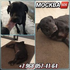 Подробнее об объявлении «Москва Найдена собака кобель черный лабрадор» Фото: найдена собака Лабрадор ретривер «Москва Найдена собака кобель черный лабрадор» в г. Москва