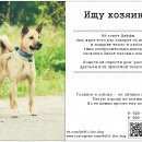 Подробнее об объявлении «Найдена собака дэффи ищет новый дом Москва» Фото: найдена собака  «Найдена собака дэффи ищет новый дом Москва» в г. Москва