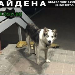 Подробнее об объявлении «Найдена собака Москва» Фото: найдена собака  «Найдена собака Москва» в г. Москва