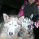 Подробнее об объявлении «Киров (Кировская обл.) Найдена собака ы собаки.порода-хаски   киров» Фото: найдена собака  «Киров (Кировская обл.) Найдена собака ы...» в г. Киров (Кировская обл.)