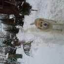 Подробнее об объявлении «Найдена собака кобель Дмитров» Фото: найдена собака Лабрадор ретривер «Найдена собака кобель Дмитров» в г. Дмитров